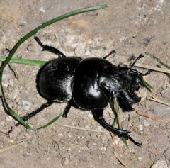 Lethrus apterus