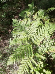 Pteridium pinetorum