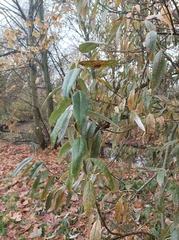 Salix gmelinii