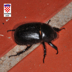 Pentodon bidens punctatus