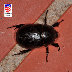 Pentodon bidens punctatus