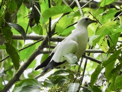 Ducula spilorrhoa