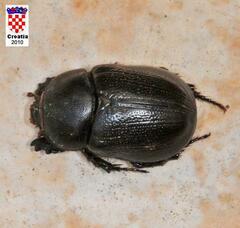 Pentodon bidens punctatus