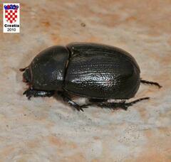 Pentodon bidens punctatus