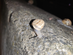 Eobania vermiculata