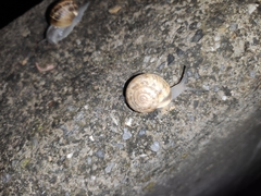 Eobania vermiculata