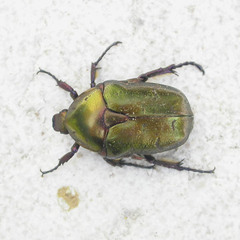Protaetia cuprea obscura