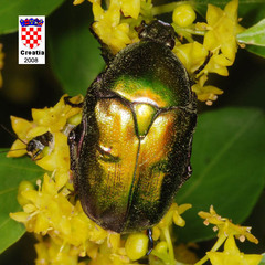 Protaetia cuprea obscura