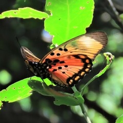 Pseudacraea boisduvalii