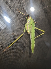 Ephippitytha trigintiduoguttata