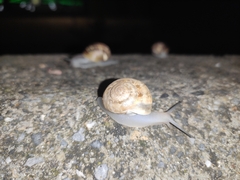 Eobania vermiculata