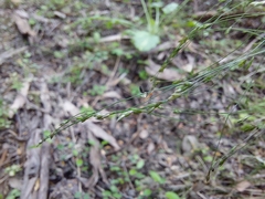 Poa imbecilla