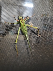 Ephippitytha trigintiduoguttata