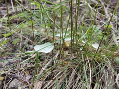 Poa imbecilla