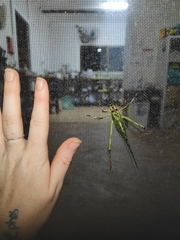 Ephippitytha trigintiduoguttata