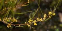 Acacia granitica