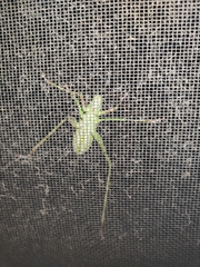 Ephippitytha trigintiduoguttata