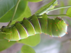 Rothschildia cinctus