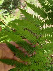 Pteridium pinetorum