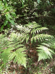 Pteridium pinetorum
