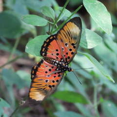 Pseudacraea boisduvalii