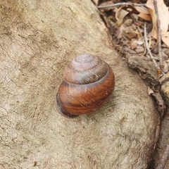 Sphaerospira fraseri