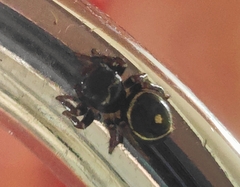 Zenodorus orbiculatus