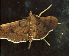 Psara obscuralis