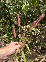 Cenchrus pedicellatus