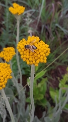 Apis mellifera scutellata