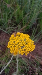 Apis mellifera scutellata