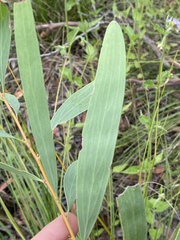 Hakea florulenta