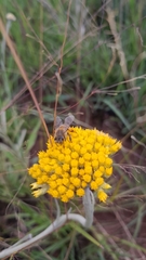 Apis mellifera scutellata