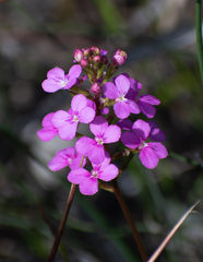 Stylidium lineare
