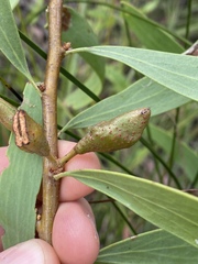 Hakea florulenta
