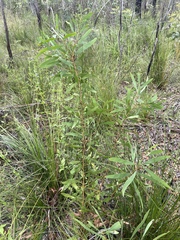 Hakea florulenta
