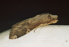 Nystalea ebalea