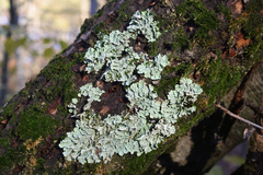 Flavoparmelia caperata