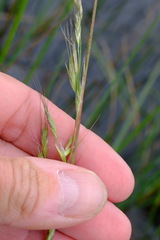 Amphibromus nervosus