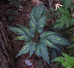 Viola chaerophylloides