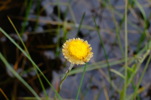Image of Coronidium gunnianum by (c) Peter Crowcroft, some rights reserved (CC BY)
