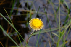 Coronidium gunnianum