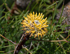 Isopogon anethifolius