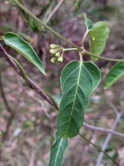 Leichhardtia coronata
