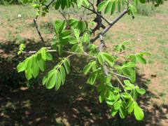 Commiphora mollis