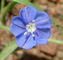 Evolvulus alsinoides