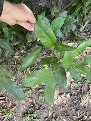 Saba senegalensis