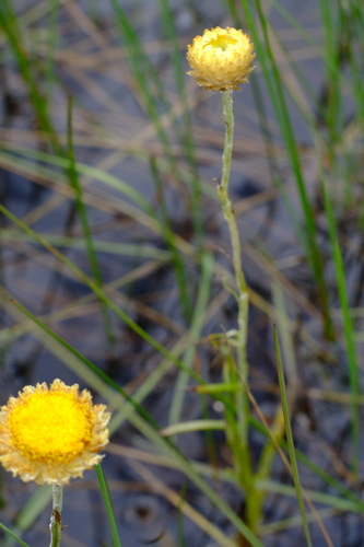 Image of Coronidium gunnianum by (c) Peter Crowcroft, some rights reserved (CC BY)