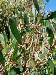 Acacia longifolia sophorae