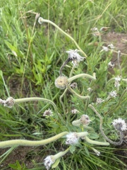 Lasiosiphon kraussianus